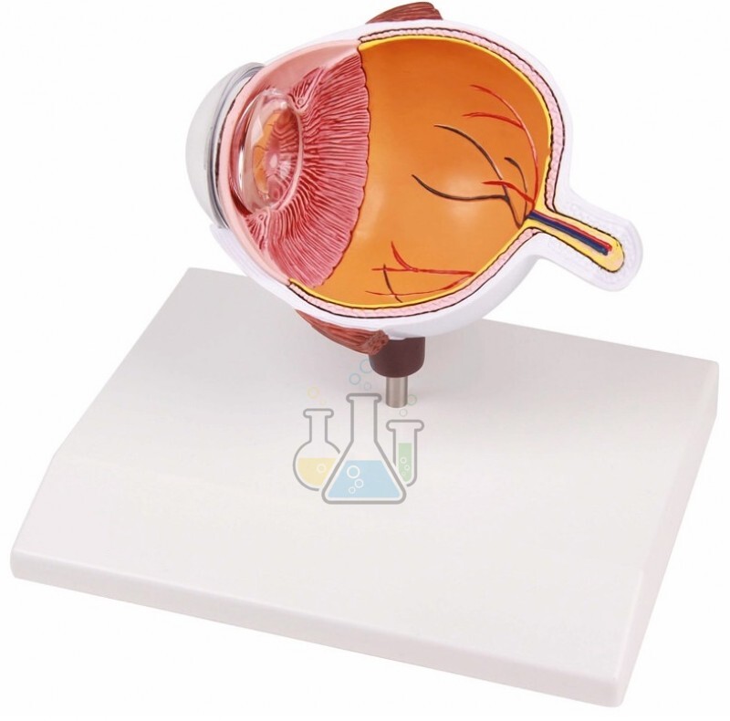 Eye Half Magnified